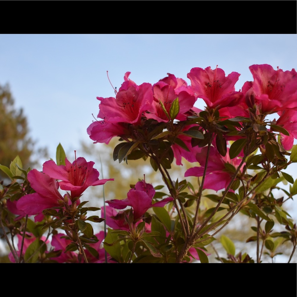 Meet your Posher, Ansley